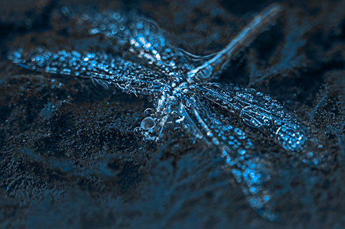 Soggy Dead Dragonfly Floating Atop Algae (Blue Tone)