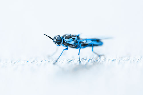 Soldier Fly Standing Still Among Light (Blue Tone)