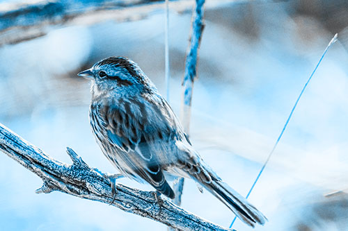 Song Sparrow Overlooking Water Pond (Blue Tone Photo)