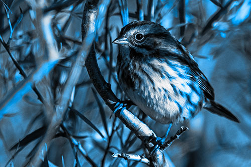 Song Sparrow Perched Along Curvy Tree Branch (Blue Tone Photo)