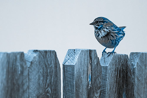 Song Sparrow Standing Atop Wooden Fence (Blue Tone Photo)