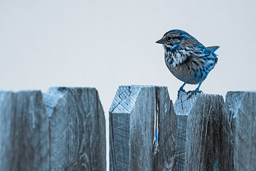 Song Sparrow Standing Atop Wooden Fence (Blue Tone)