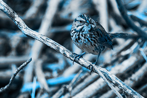 Song Sparrow Surfing Broken Tree Branch (Blue Tone Photo)