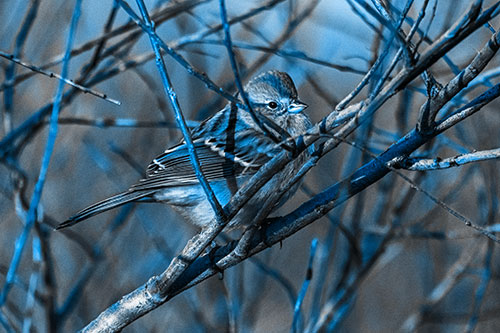 Song Sparrow Watches Sunrise Among Tree Branches (Blue Tone Photo)
