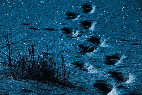 Sparkling Snow Footprints Across Frozen Lake (Blue Tone Photo)