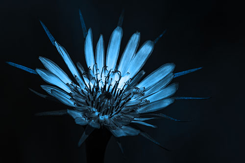 Spiky Salsify Flower Gathering Sunshine (Blue Tone)