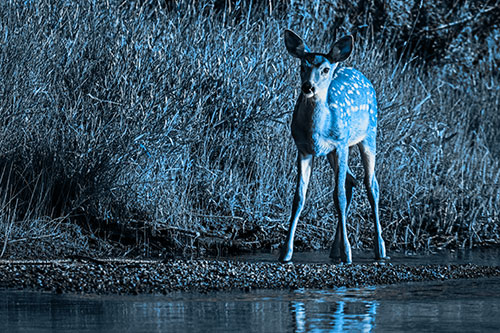 Spotted White Tailed Deer Standing Along River Shoreline (Blue Tone)