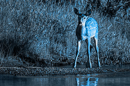 Spotted White Tailed Deer Standing Along River Shoreline (Blue Tone Photo)