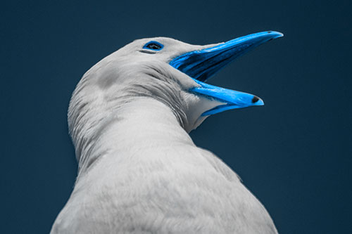 Squawking Seagull Calling Out To Others (Blue Tone)