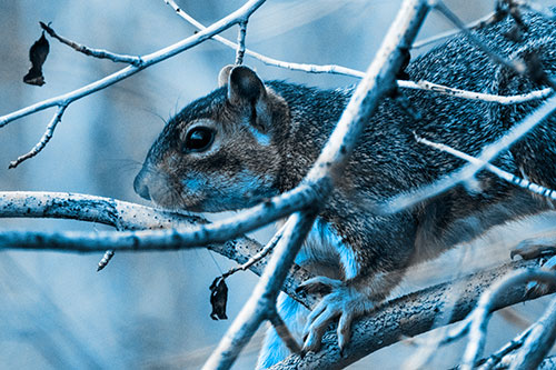 Squirrel Climbing Down From Tree Branches (Blue Tone Photo)