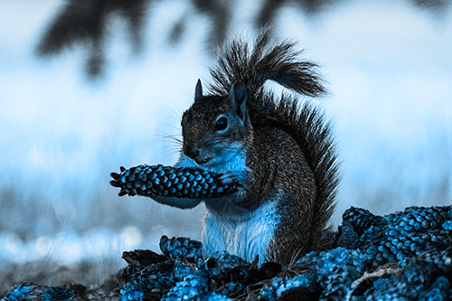 Squirrel Eating Pine Cones (Blue Tone Photo)