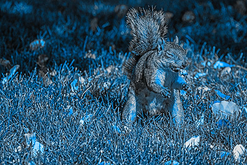 Squirrel Enjoying Breakfast Among Fallen Autumn Leaves (Blue Tone)