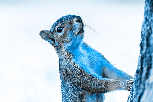 Squirrel Glances Up Tree Trunk (Blue Tone)