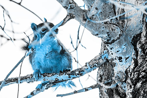 Squirrel Grabbing Chest Atop Two Tree Branches (Blue Tone Photo)