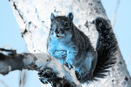 Squirrel Grasping Chest Atop Thick Tree Branch (Blue Tone Photo)