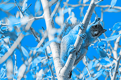 Squirrel Gripping Ahold Of Tree Branch (Blue Tone)