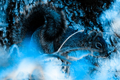 Squirrel Hiding Behind Tree Branches (Blue Tone Photo)