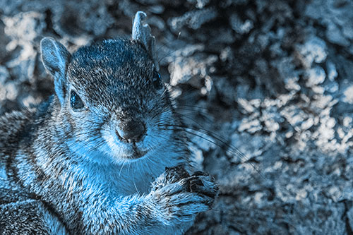 Squirrel Holding Food Atop Tree Branch (Blue Tone Photo)