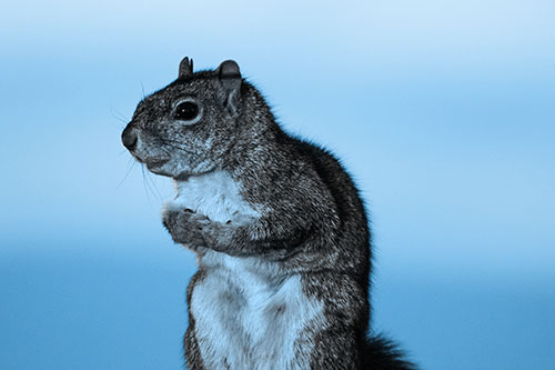 Squirrel Holding Food Tightly Amongst Chest (Blue Tone Photo)