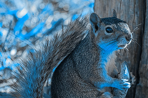 Squirrel Holding Watermelon Slice Glancing Sideways (Blue Tone)