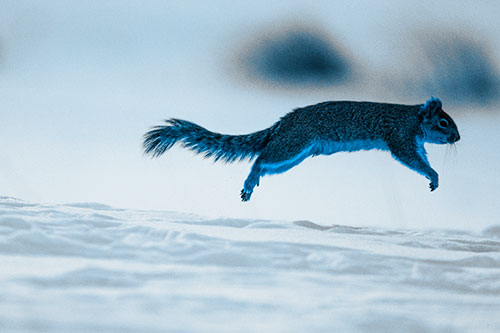 Squirrel Leap Flying Across Snow (Blue Tone Photo)