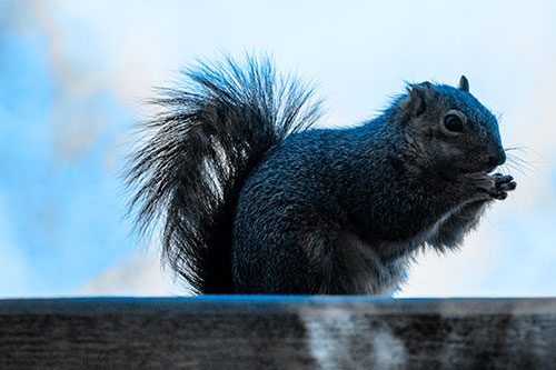 Squirrel Nibbles Breakfast Atop Concrete Skatepark (Blue Tone)
