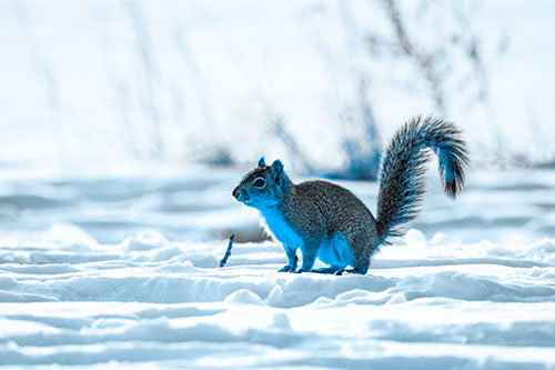 Squirrel Observing Snowy Terrain (Blue Tone Photo)