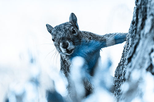 Squirrel Peeks Around Tree Base (Blue Tone Photo)