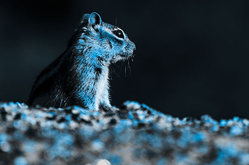 Squirrel Piques Distant Interest (Blue Tone Photo)