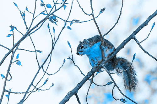 Squirrel Sits Among Sprouting Tree Branches (Blue Tone)
