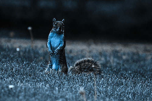 Squirrel Standing Atop Fresh Cut Grass On Hind Legs (Blue Tone Photo)