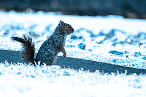 Squirrel Standing Upwards On Hind Legs (Blue Tone Photo)