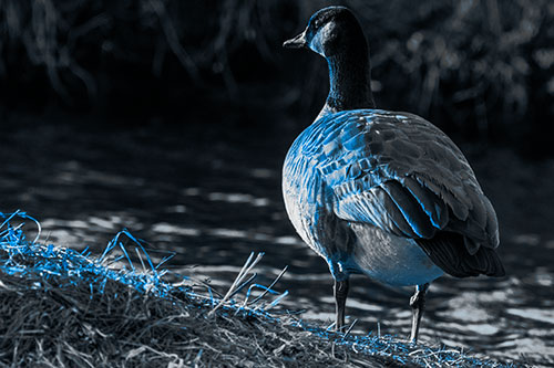 Standing Canadian Goose Looking Sideways Towards Sunlight (Blue Tone Photo)