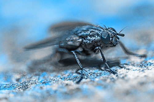Standing Cluster Fly Getting Suntan Atop Rock (Blue Tone)