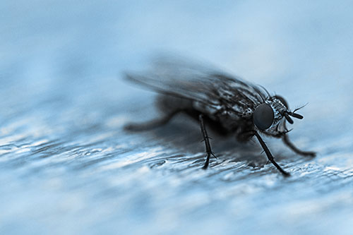 Standing Cluster Fly Resting Atop Wood (Blue Tone)