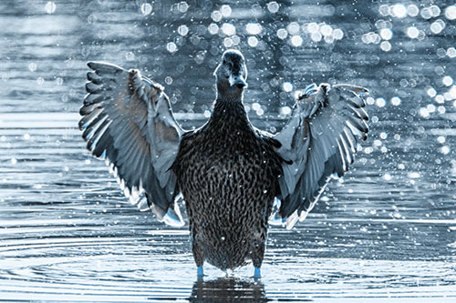 Standing Mallard Duck Flapping Wings Among Shore (Blue Tone)