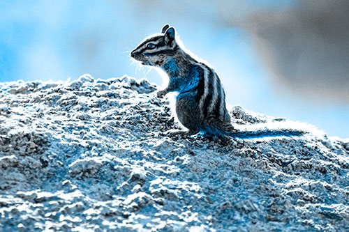 Standing Open Mouthed Chipmunk In Shock (Blue Tone Photo)