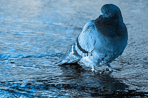Standing Pigeon Gandering Atop River Water (Blue Tone Photo)
