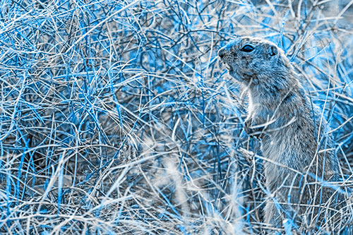 Standing Prairie Dog Snarls Towards Intruders (Blue Tone Photo)