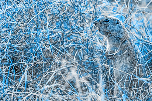 Standing Prairie Dog Snarls Towards Intruders (Blue Tone)