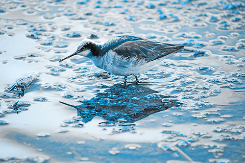 Standing Sandpiper Wading In Shallow Algae Filled Lake Water (Blue Tone Photo)