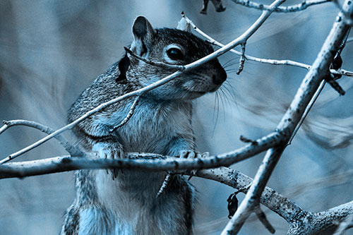 Standing Squirrel Peeking Over Tree Branch (Blue Tone)
