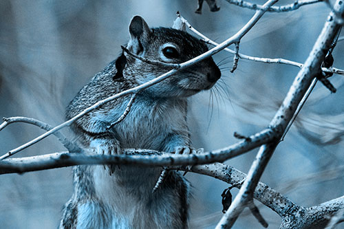 Standing Squirrel Peeking Over Tree Branch (Blue Tone Photo)