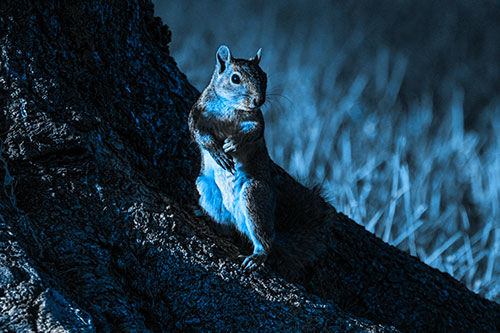Standing Squirrel Poses Among Sloping Tree Stump (Blue Tone)