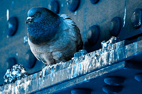 Steel Beam Perched Pigeon Keeping Watch (Blue Tone Photo)