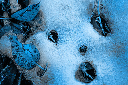 Stem Shocked Snow Face Among Fallen Leaves (Blue Tone Photo)