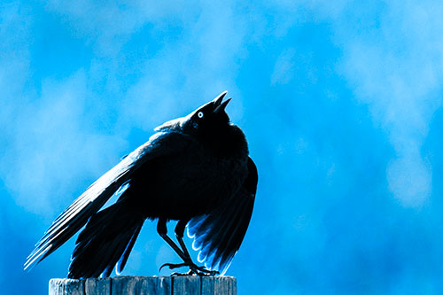 Stomping Grackle Croaking Atop Wooden Fence Post (Blue Tone Photo)