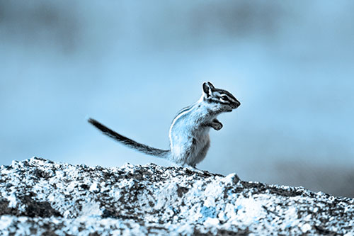 Straight Tailed Standing Chipmunk Clenching Paws (Blue Tone)