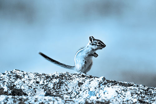 Straight Tailed Standing Chipmunk Clenching Paws (Blue Tone Photo)