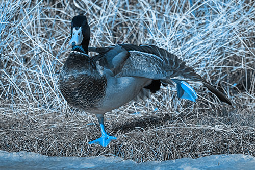 Stretching Mallard Duck Along Icy River Shoreline (Blue Tone Photo)